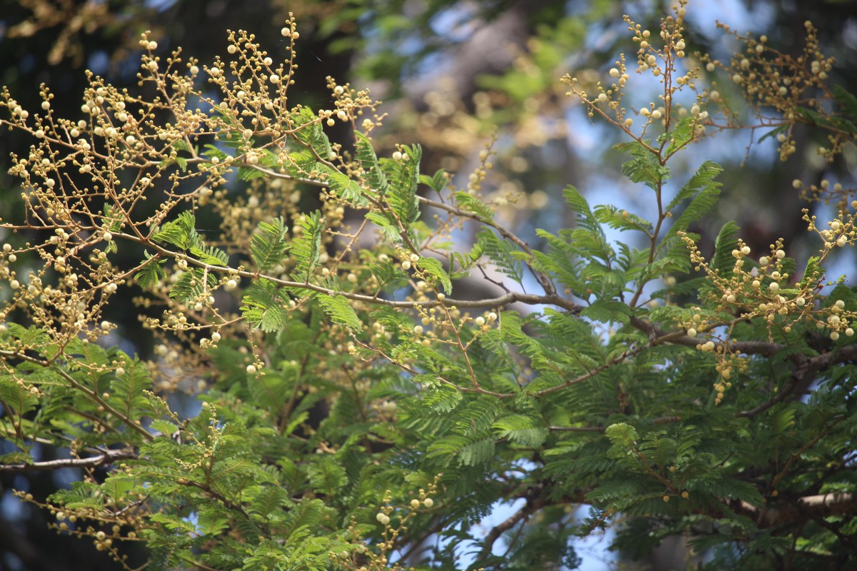 Vachellia leucophloea (Roxb.) Maslin, Seigler & Ebinger